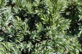 Dense foliage of branch tips on a Blue Star Juniper Royalty Free Stock Photo