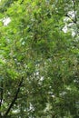 Dense Foliage and Catkins Hanging off a Chinese Wing-Nut Tree in Seattle, Washington