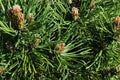 Dense foliage of coniferous tree Dwarf Mouintain Pine, latin name Pinus Mugo, cultivar Turra Mops Royalty Free Stock Photo
