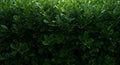 Dense foliage of dark green leaves forms a lush hedge. The leaves are broad, glossy, Royalty Free Stock Photo