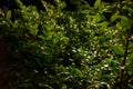 Dense foliage of green leaves illuminated by the sun, background of dark green tones