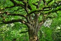 Dense Foliage Over A Centenary Oak Tree