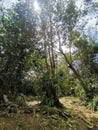 Dense foliage and trees and roots in tropical jungle. Hiking path in deep rainforest. Summer forest landscape in sunny day