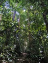 Dense foliage and trees in tropical jungle. Hiking path in deep rain forest of southeast asia, Gunung Panti, Malaysia