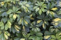 Variegated Schefflera Arboricola Leaves, Close-up Royalty Free Stock Photo