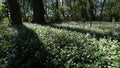 Dense foliage of wild garlic, also called ramsons or buckrams, latin name Allium Ursinum