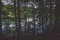 Dense forest and in the background you can see a lake between the trees Royalty Free Stock Photo