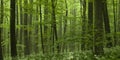 Dense Forest Beech Tree Grove Royalty Free Stock Photo