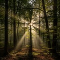 Through the dense forest canopy creating rays that illuminate the Royalty Free Stock Photo