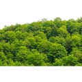 Dense forest canopy with a variety of deciduous trees, predominantly light to dark Royalty Free Stock Photo