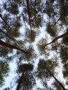 dense forest cools the atmosphere