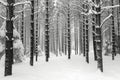 A dense forest covered in snow with an abundance of trees, creating a wintry landscape, A monochrome representation of a pine Royalty Free Stock Photo