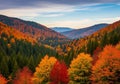 A dense forest display a vivid array of autumn colors, ranging from Royalty Free Stock Photo