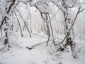 Dense Forest After Fresh Snow Fall Royalty Free Stock Photo