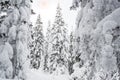 Dense forest with frozen branches. Winter atmosphere of forest travel, snow on trees Royalty Free Stock Photo