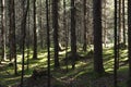 Dense forest, illuminated by the rays of the sun, intertwining branches, the ground is covered with green moss Royalty Free Stock Photo