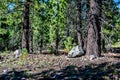 Dense forest of Jeffrey Pine Trees with a floor covered with pinecones and needles. Royalty Free Stock Photo