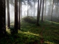 Dense Forest of Lamahatta Darjeeling Royalty Free Stock Photo