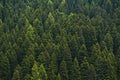 Dense forest Royalty Free Stock Photo