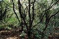 Dense forest at Matheran, Maharashtra, India Royalty Free Stock Photo
