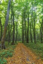 Dense forest in the middle of autumn Royalty Free Stock Photo