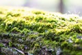 Dense forest moss growing on a tree in summer Royalty Free Stock Photo