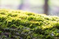 Dense forest moss growing on a tree in summer Royalty Free Stock Photo