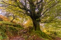 Dense forest of Mount Adarra in the town of Urnieta near San Sebastian, Gipuzkoa. Basque Country