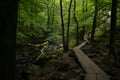 A dense forest in the national park of SÃÂ¶derÃÂ¥sen in Sweden