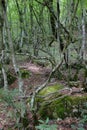 Dense Forest next to the Pozar Thermal Baths Aridaia Greece Royalty Free Stock Photo