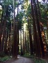 THIS IS A DENSE FOREST IN NORTHERN CALIFORNIA.