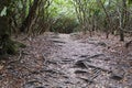 A dense forest path winding through numerous exposed tree roots covering the trail surface near Hickory Run State Park, Royalty Free Stock Photo