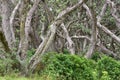 Dense forest of pohutukawa trunks