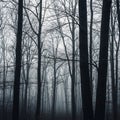 Misty Forest Canopy in Winter Royalty Free Stock Photo