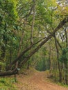 Dense forest of Similipal National Park. Royalty Free Stock Photo