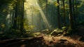 A dense forest with sunlight filtering through the leaves, creating a mesmerizing play of shadows