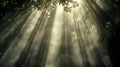 In dense forest, sunlight shines through leaves and forms rays of light on the green vegetation Royalty Free Stock Photo