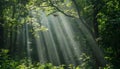 In dense forest, sunlight shines through leaves and forms rays of light on the green vegetation Royalty Free Stock Photo
