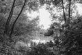 Haunting scene of a forest opening next to a lake in the wilderness.