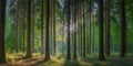 Tall trees in sunlit forest sunlight green Royalty Free Stock Photo