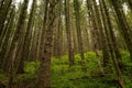 Dense forest with tall trees and lush greenery. Royalty Free Stock Photo