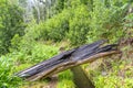 dense forest trail through an old irrigation water channel in operation with a burnt tree trunk interrupting the path