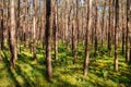 Dense Forest Royalty Free Stock Photo