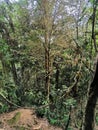 A dense forest of trees with green leaves in rainforest. Scenery tropical jungle in mountain forest of Malaysia