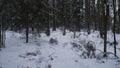Dense Forest Underbrush Blanketed In Snow, Low Shrubs And Fallen Branches Creating Textured White Foreground, Quiet Royalty Free Stock Photo