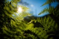 Dense forest undergrowth with multiple green fern leaves illuminated by sun Royalty Free Stock Photo