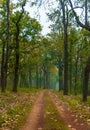 Dense forest with unpaved road. Royalty Free Stock Photo