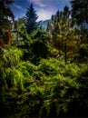 Dense forest in the valley under a hill