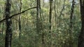 A dense forest view De Hoge Veluwe National Park Netherlands