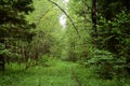 Dense forest. A winding path in the forest. The branches of the trees bent over the trail. Green grass